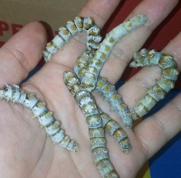 Bombyx mori eggs, the mulberry silk worm. Time to Breed