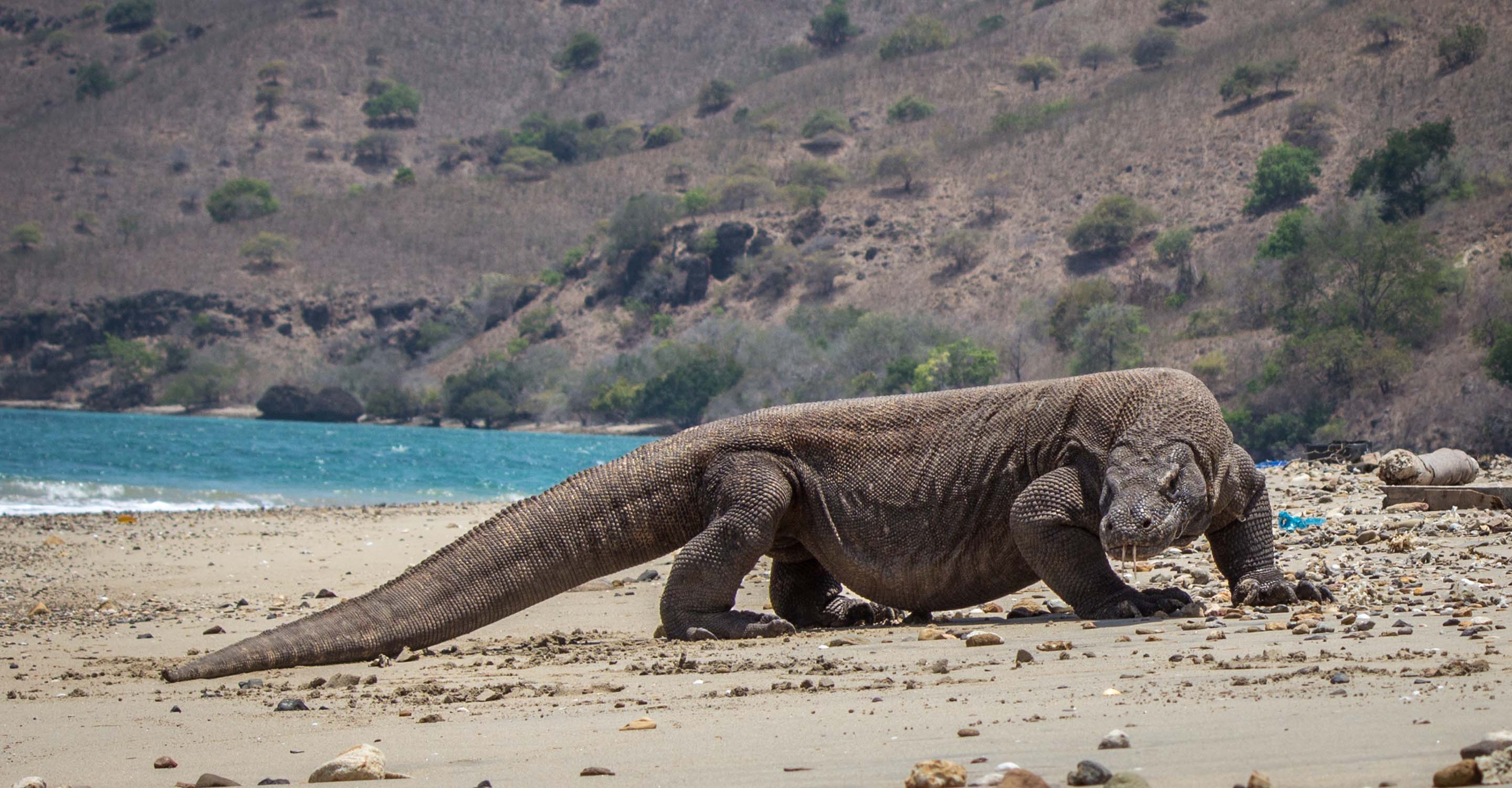Komodo dragons on Komodo Island Are Komodo dragons dangerous?