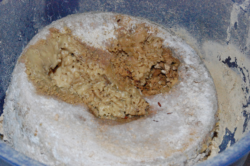 Casu Marzu a.k.a. Maggot Cheese