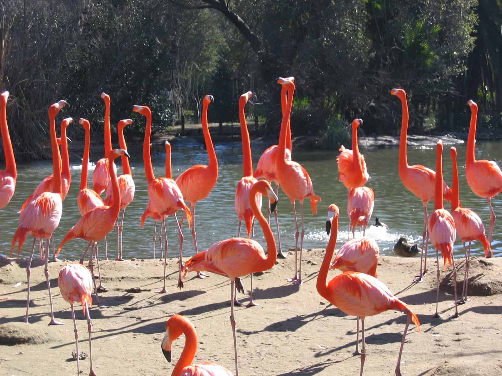 Top 10 Things to do Near Roseville, CA for Spring Break Tim Lewis