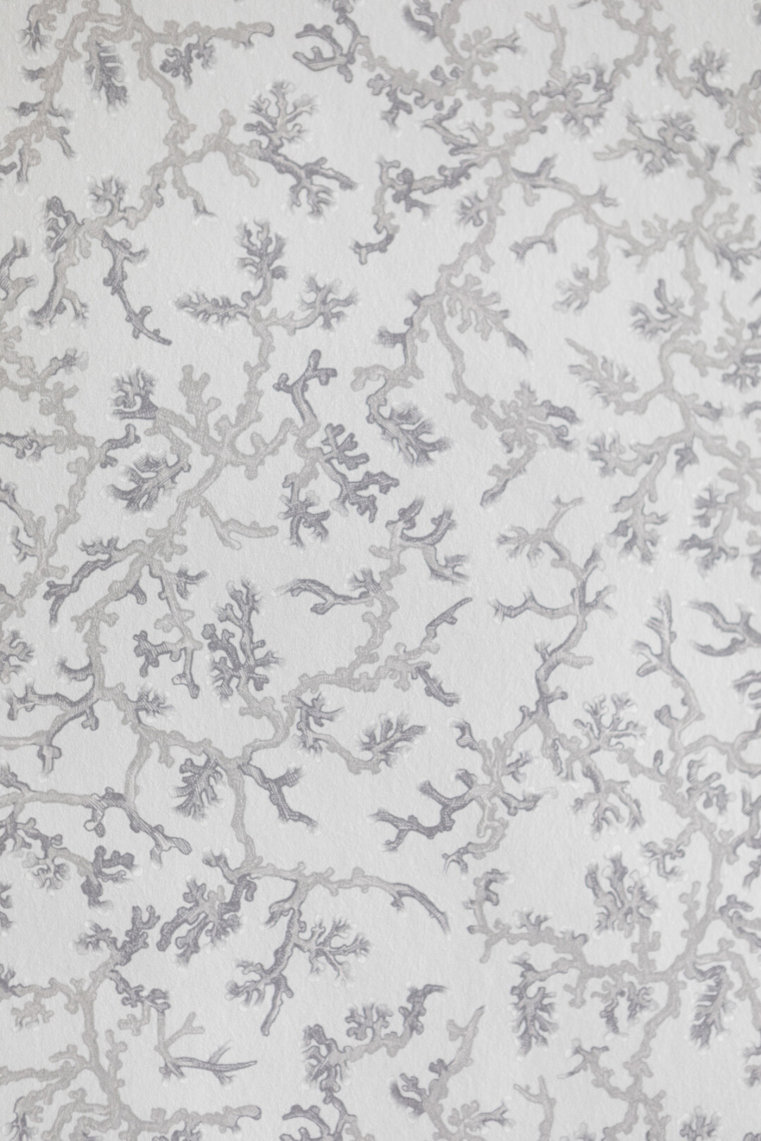 Fine Coral Wallpaper Coral Patterned Wallpaper Timorous Beasties