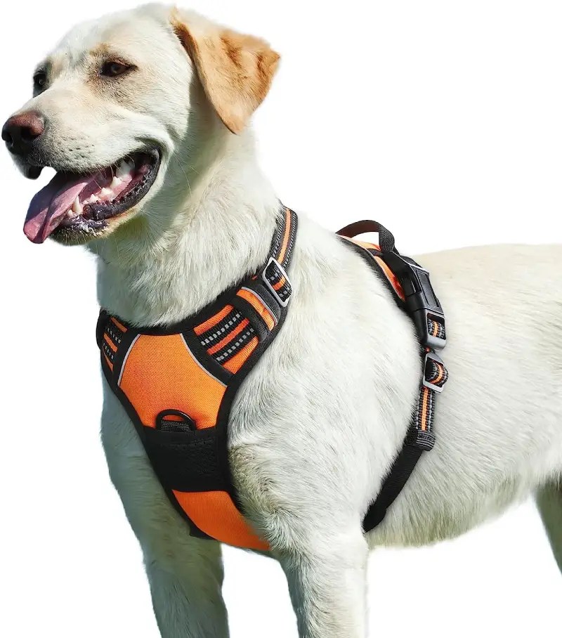 Adventure Awaits Best Dog Camping Harnesses [2023]