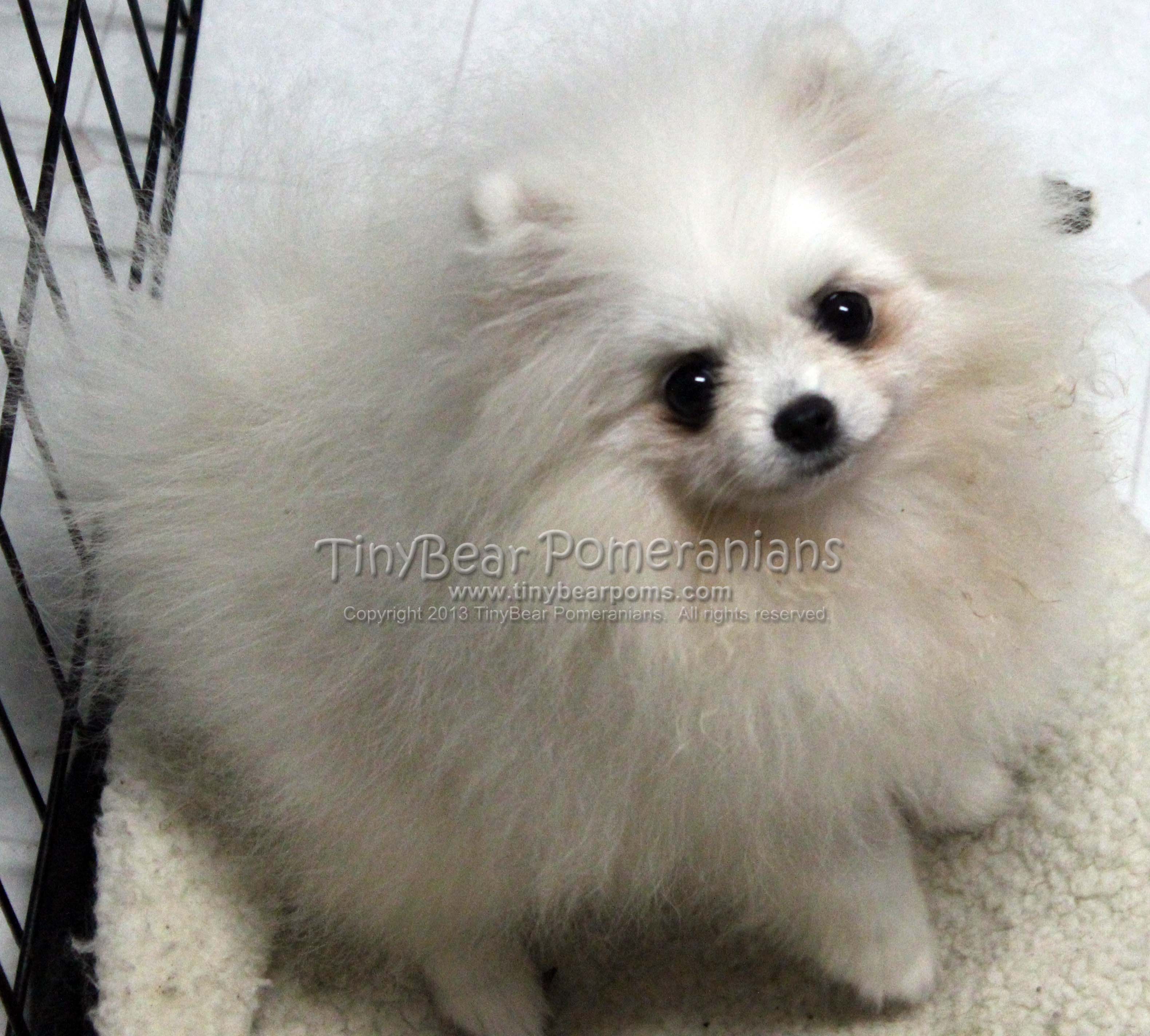 TinyBear Pomeranians Breeding Kennel in Toronto Ontario Canada