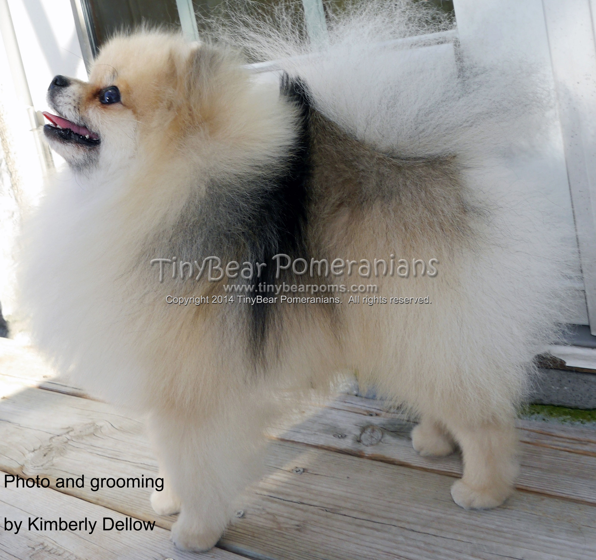 TinyBear Pomeranians Breeding Kennel in Toronto Ontario Canada