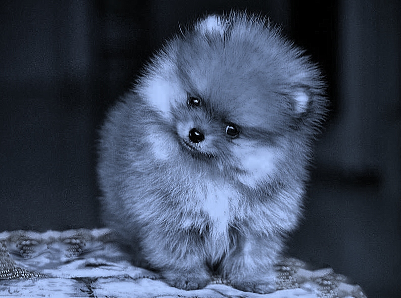 TinyBear Pomeranians Breeding Kennel in Toronto Ontario Canada