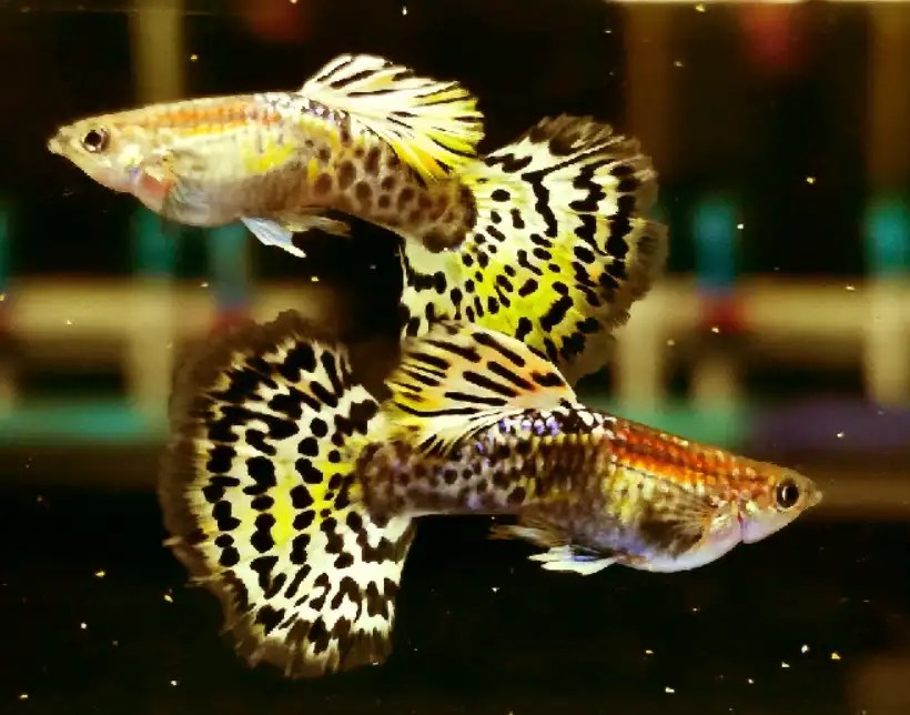Can Guppies Live In A Bowl Without Oxygen? [3 Hidden Facts]
