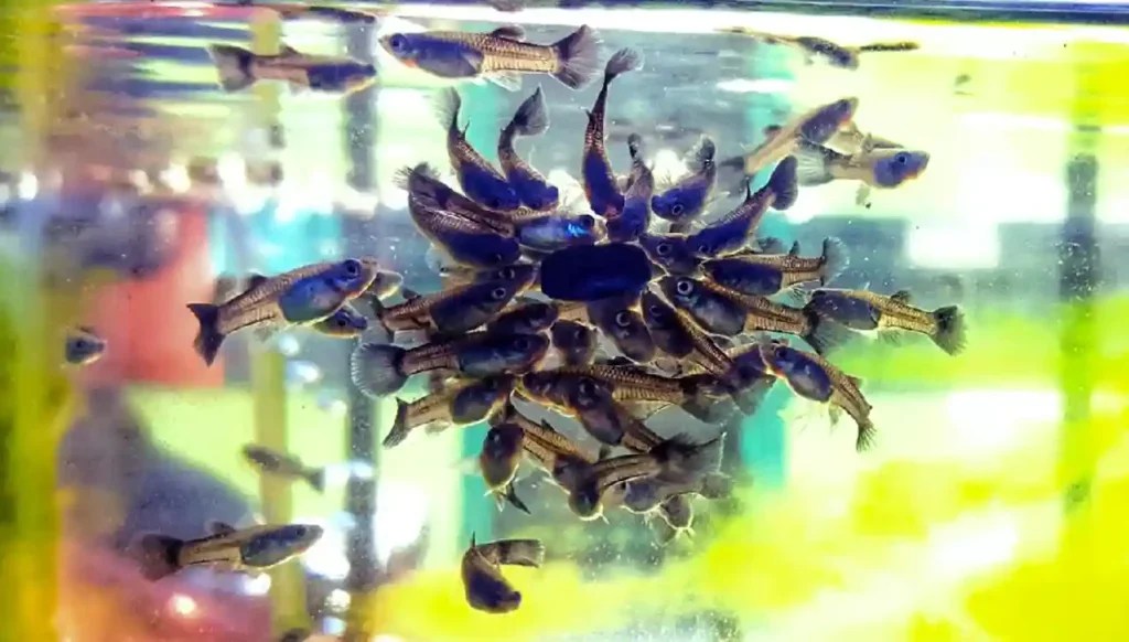 Why Are My Pond Guppy Fish Hiding All Of A Sudden? 5 Reasons