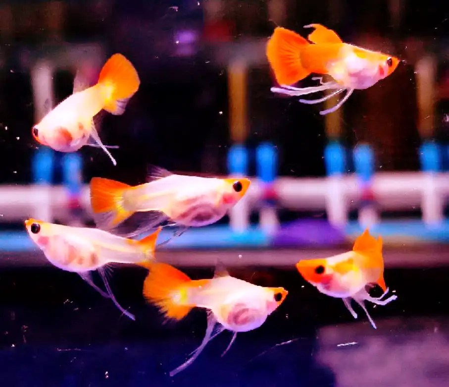 Can Guppy Live Without An Eye? [5 Amazing Facts]