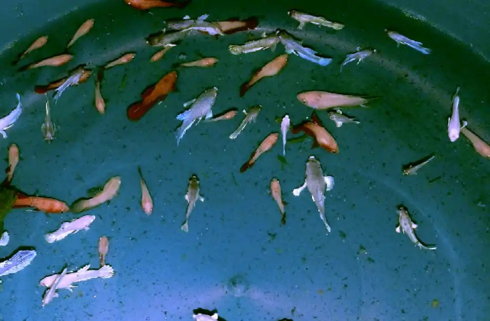 How To Change Water For Betta Fry? Tiny Fish Tank