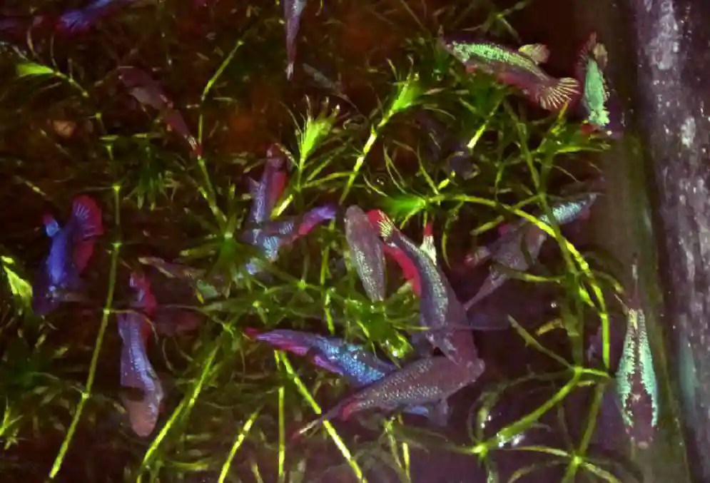 How To Change Water For Betta Fry? Tiny Fish Tank