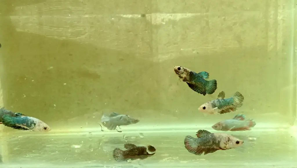 How To Change Water For Betta Fry? Tiny Fish Tank