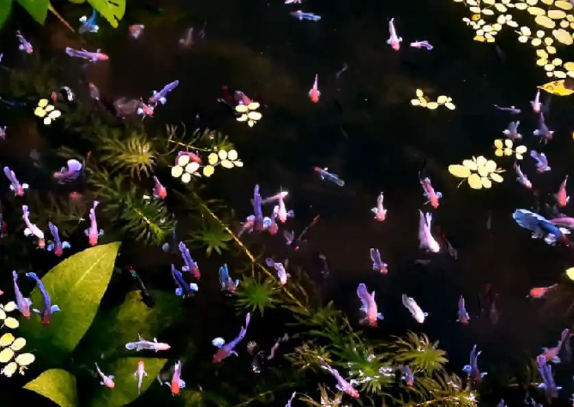 How To Change Water For Betta Fry? Tiny Fish Tank