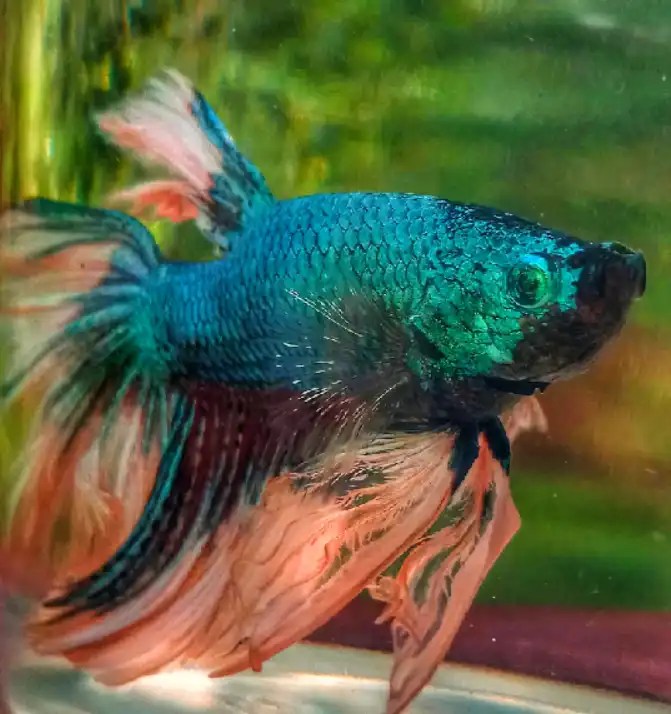 What Are The Toxic Plants For Betta Fish? Tiny Fish Tank