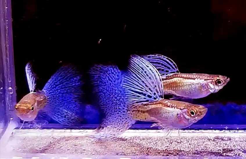 Can Guppies Live With Betta Fish? Tiny Fish Tank