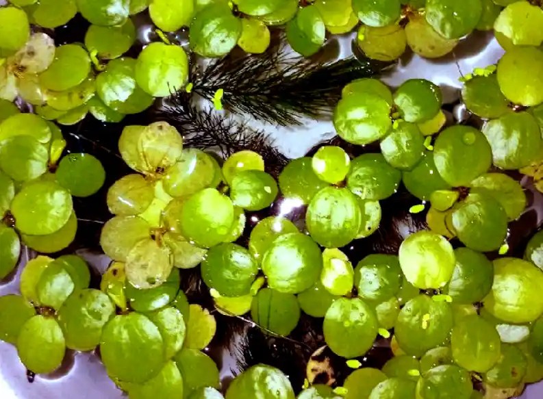 What Floating Plants Do Bettas Like? Tiny Fish Tank