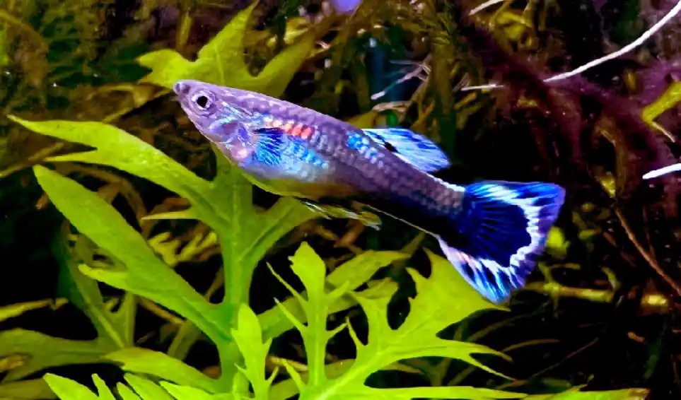 Why Is My Guppy Fish Spitting Out His Food? Tiny Fish Tank