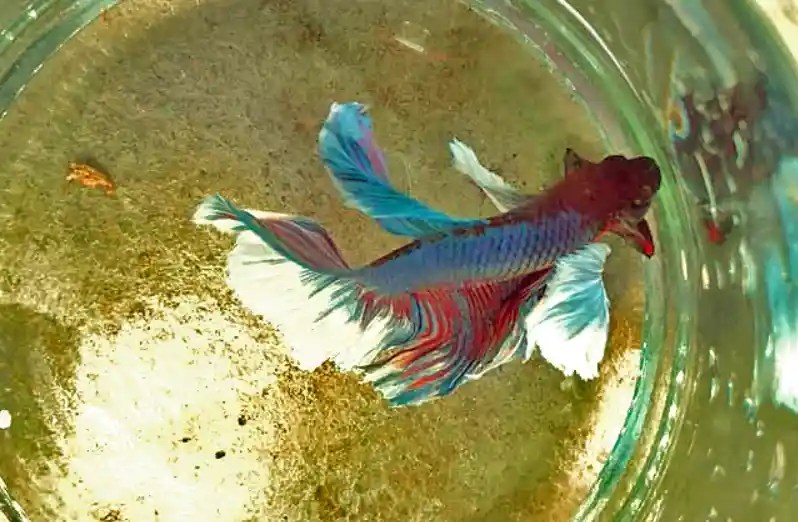 How To Get Rid Of Betta Gill Flukes? Tiny Fish Tank
