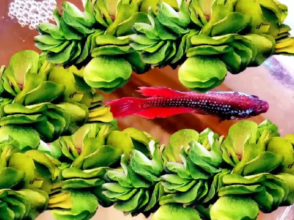 What Floating Plants Do Bettas Like? Tiny Fish Tank