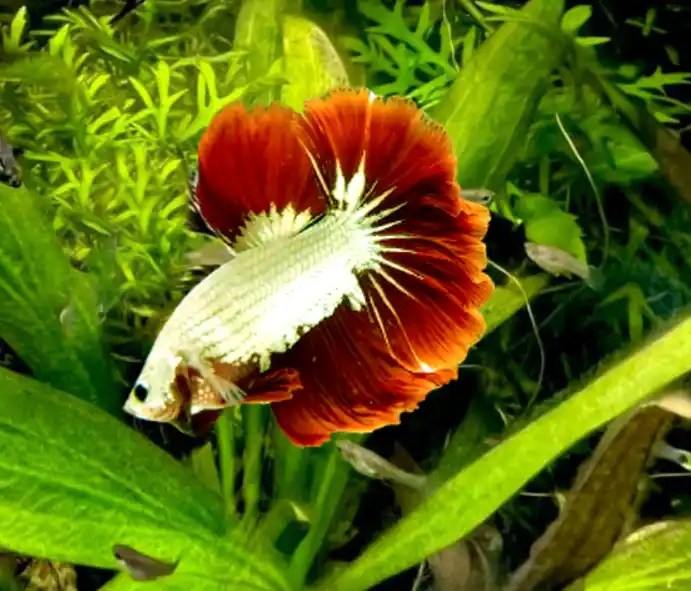 What Are The Toxic Plants For Betta Fish? Tiny Fish Tank