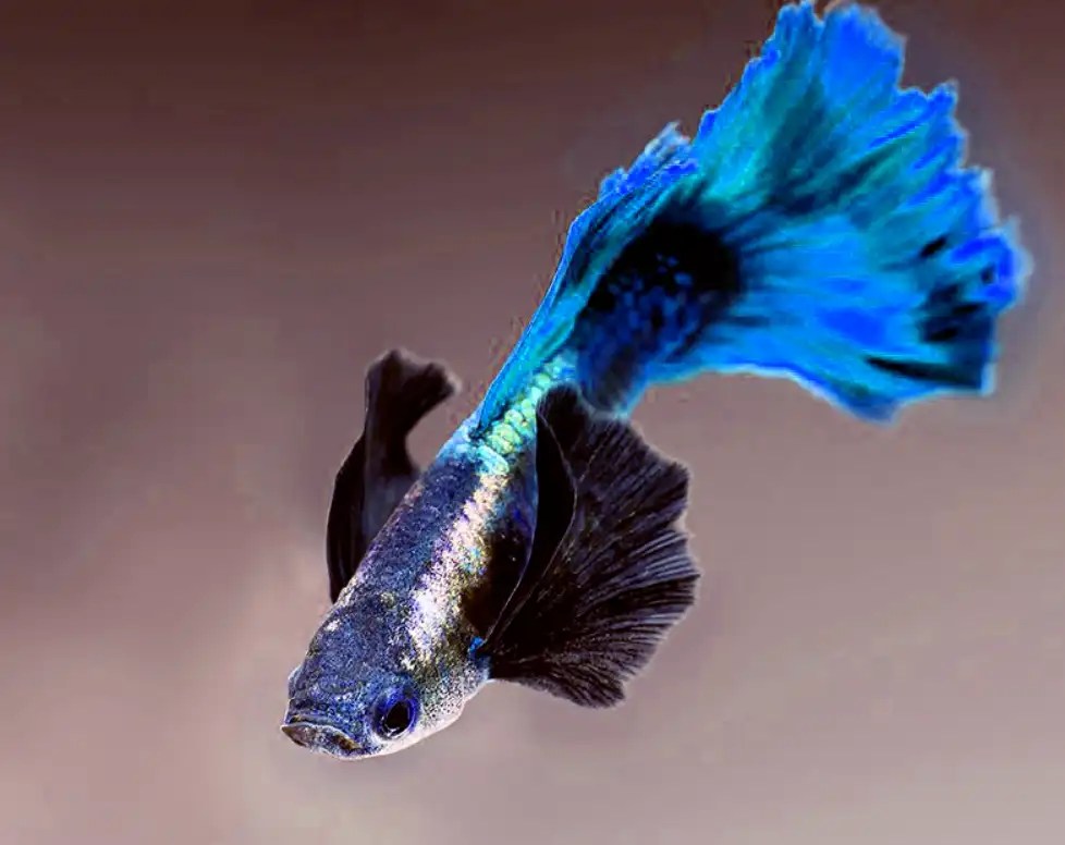 Why Is My Guppy Fish Spitting Out His Food? Tiny Fish Tank