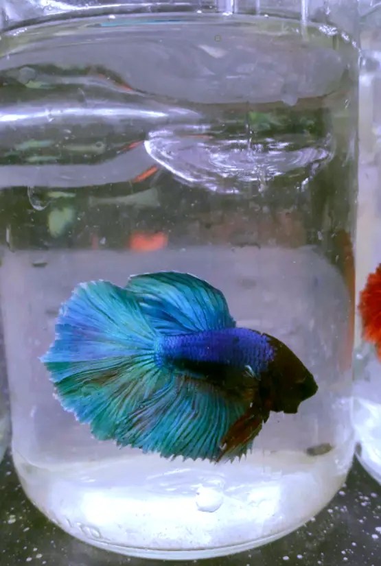 Can Betta Fish Live In A Bowl? Tiny Fish Tank
