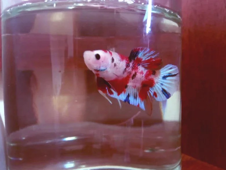 Can Betta Fish Live In A Bowl? Tiny Fish Tank