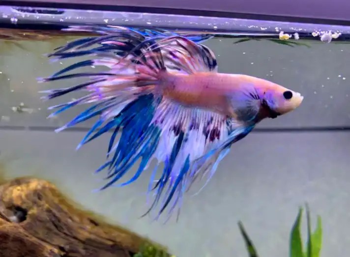 How To Treat Velvet In Betta Fish? Tiny Fish Tank