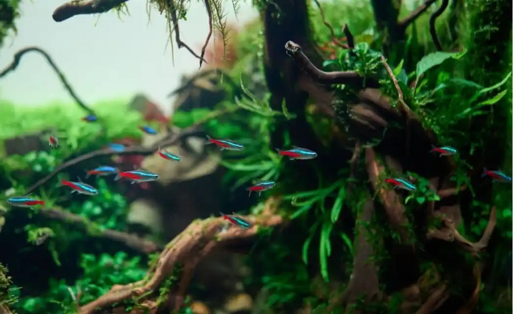 Do Tetras Eat Algae? Tiny Fish Tank