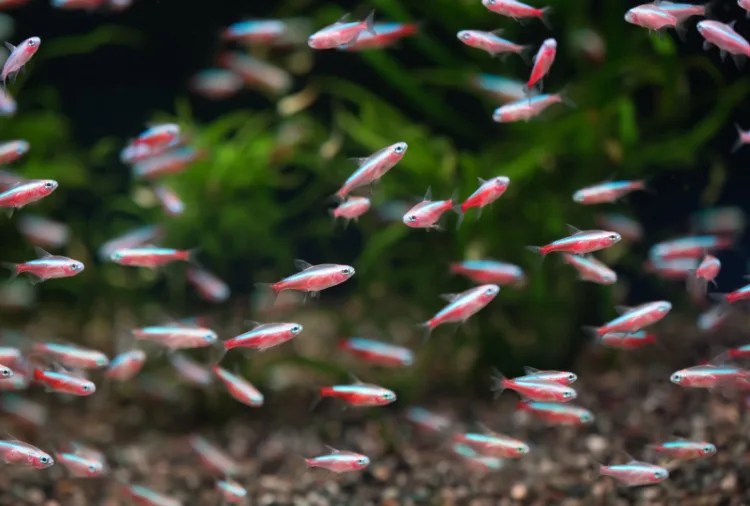 Can You Keep Only Male Tetra Fish? [5 Tips To Keep Male Tetras] Tiny