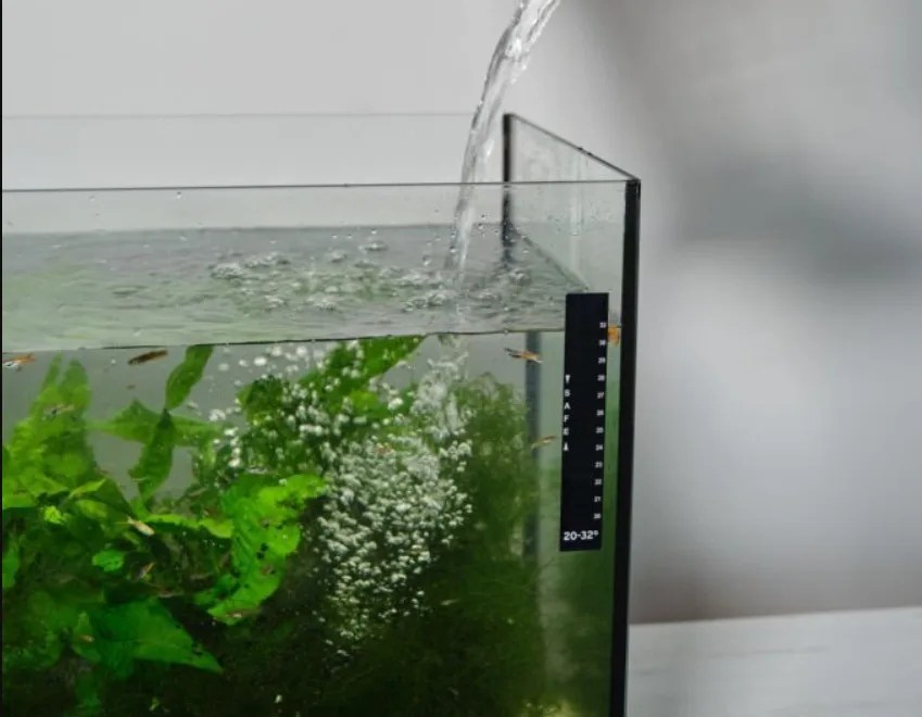 How To Change Water For Tetras? Tiny Fish Tank