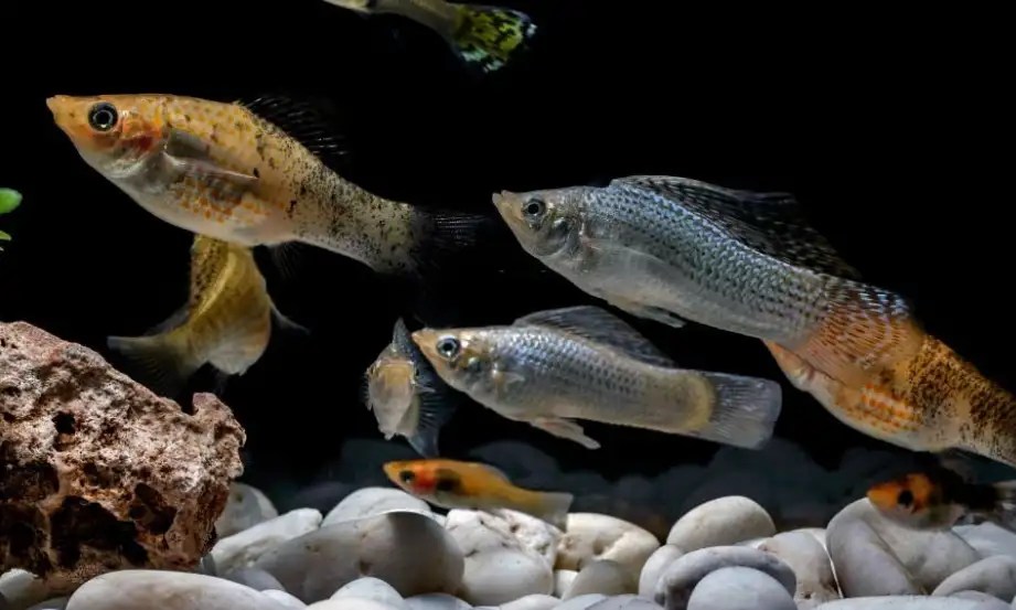 Can Mollies Eat Bloodworms? Tiny Fish Tank