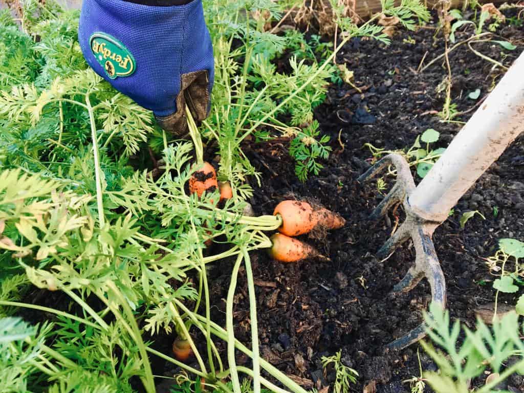 Top 25 When To Harvest A Carrot