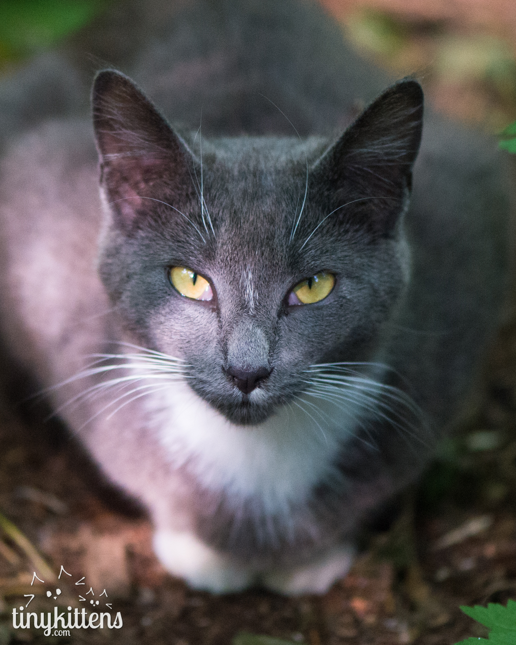 TinyKittens Society rescue kitten TV