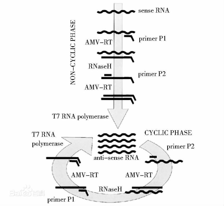Primer design Tinzyme