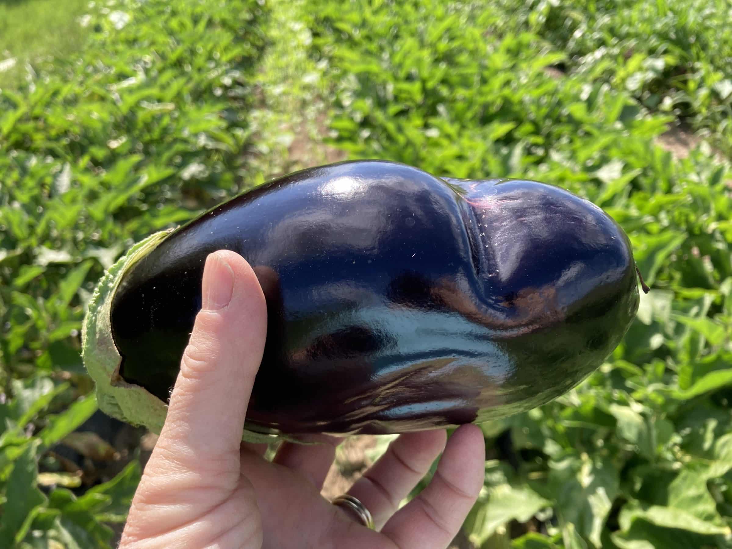 Week 10; Let me help you with eggplant. Tipi Produce
