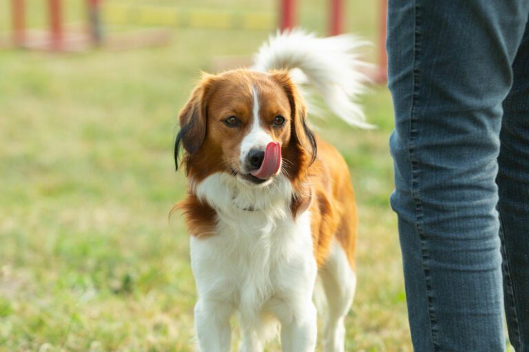 Hund kastrieren Ja oder Nein?