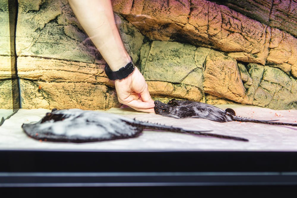 Aquarium Rückwand Selber Bauen – So Wirds Gemacht