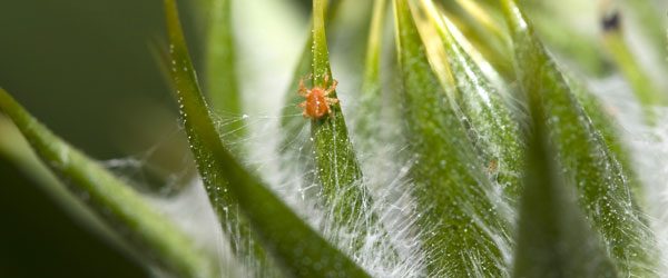 Spinnmilben bekämpfen 7 Tipps gegen die Pflanzenschädlinge www