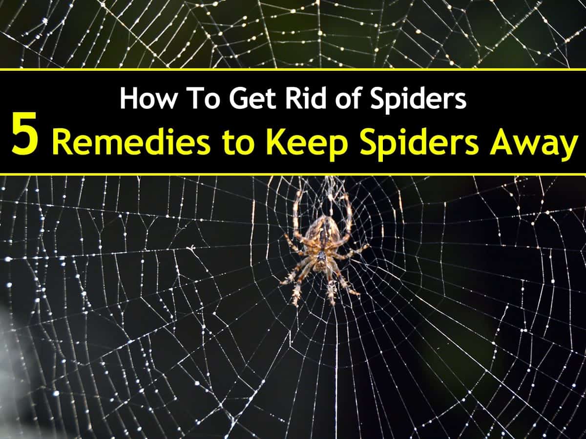 How To Get Rid Of Spiders In My Basement