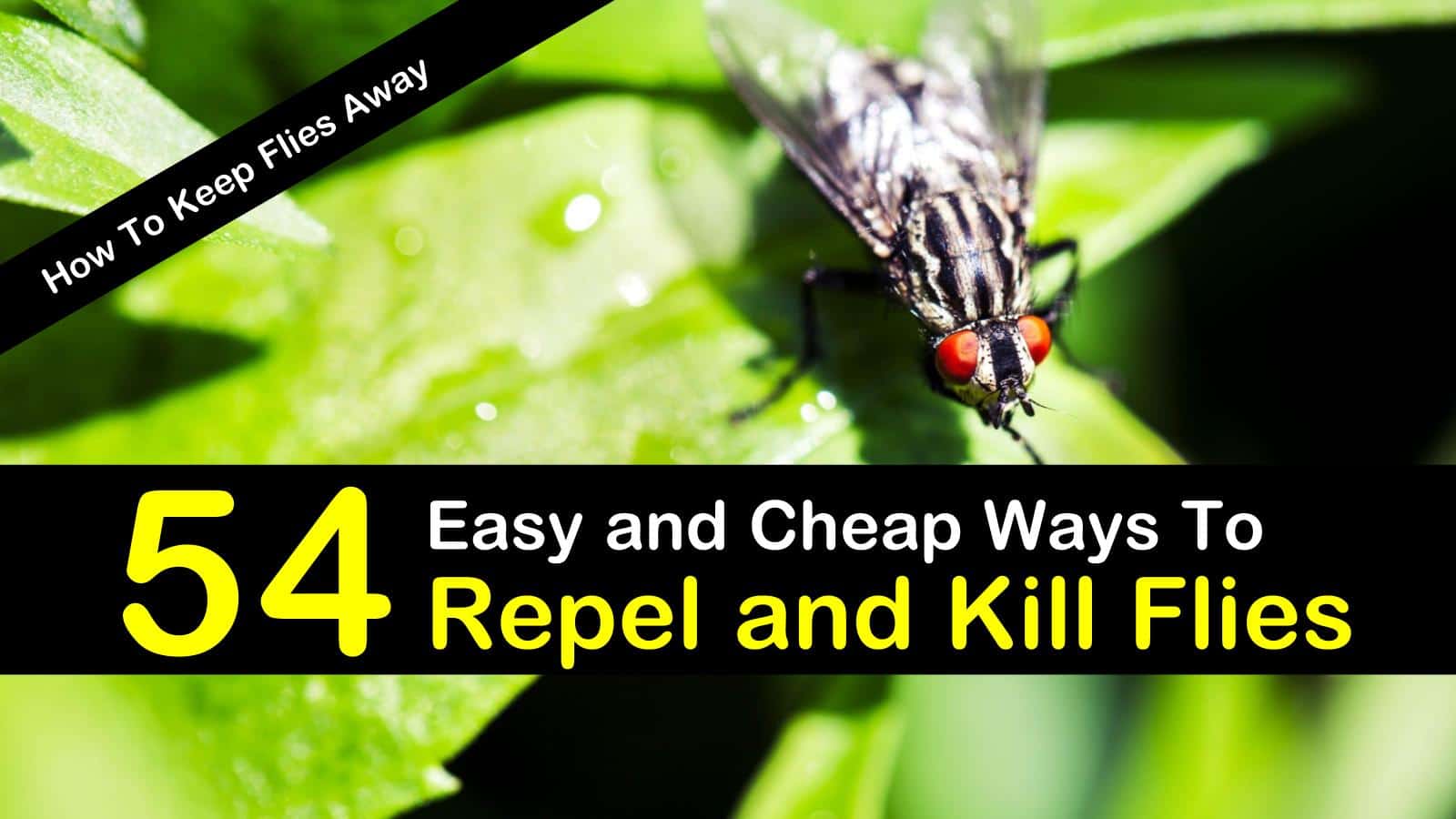 How to Keep Flies Away 54 Easy and Cheap Ways to Repel and Kill…