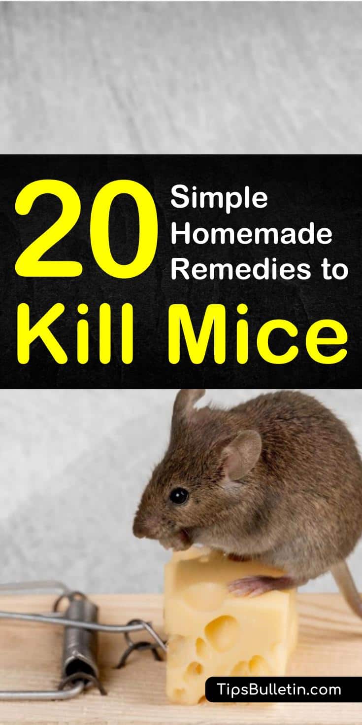 Ways To Kill Mice Without Poison at Kathleen Murphy blog