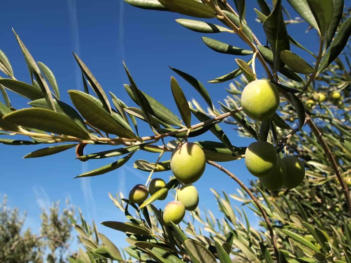10 Fruit Trees You Can Easily Grow in a Pot or Container