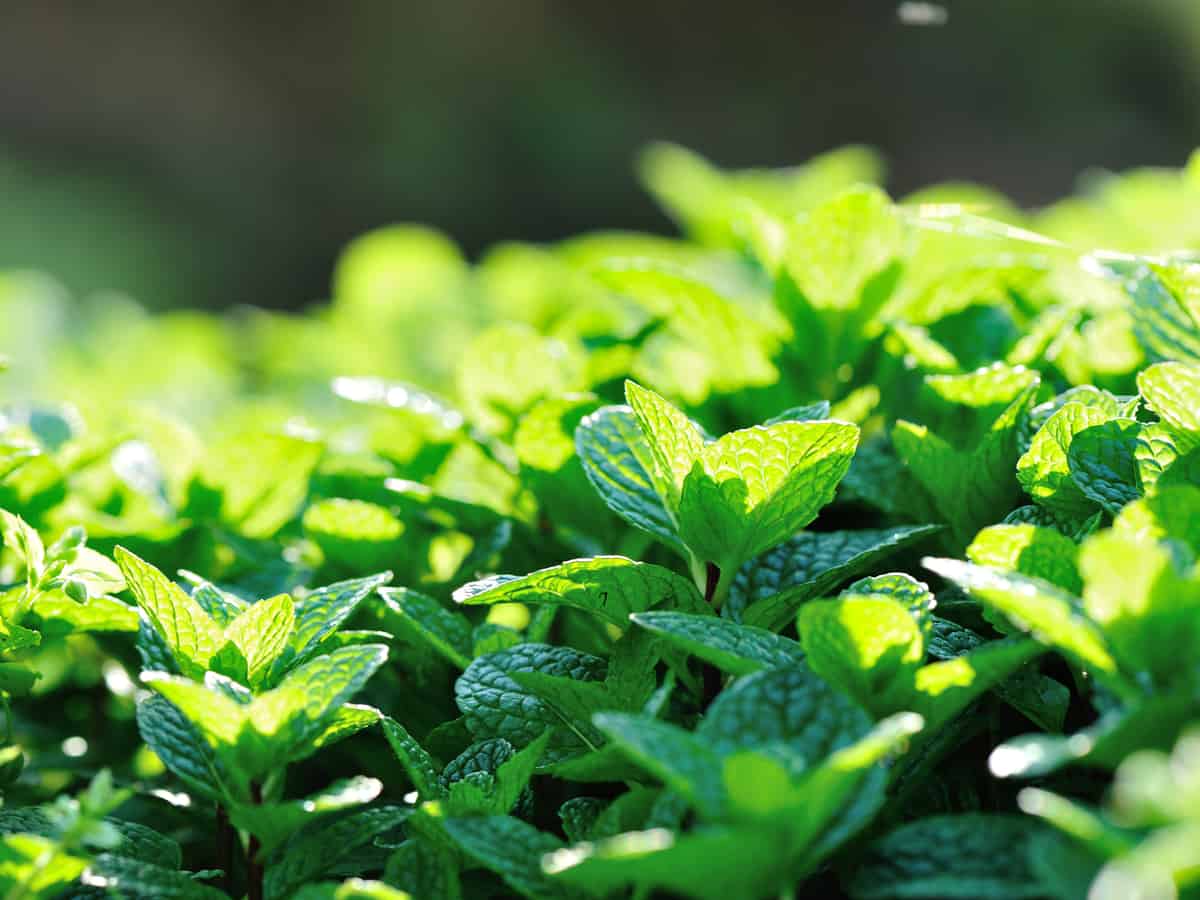 13 Amazing Plants that Repel Flies and Bugs