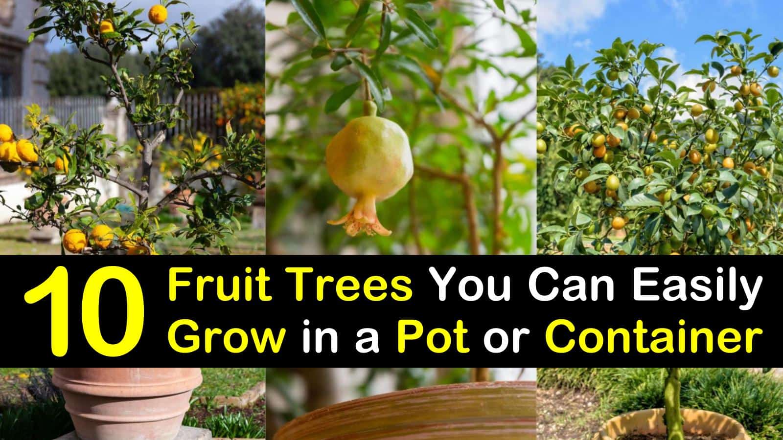 10 Fruit Trees You Can Easily Grow in a Pot or Container