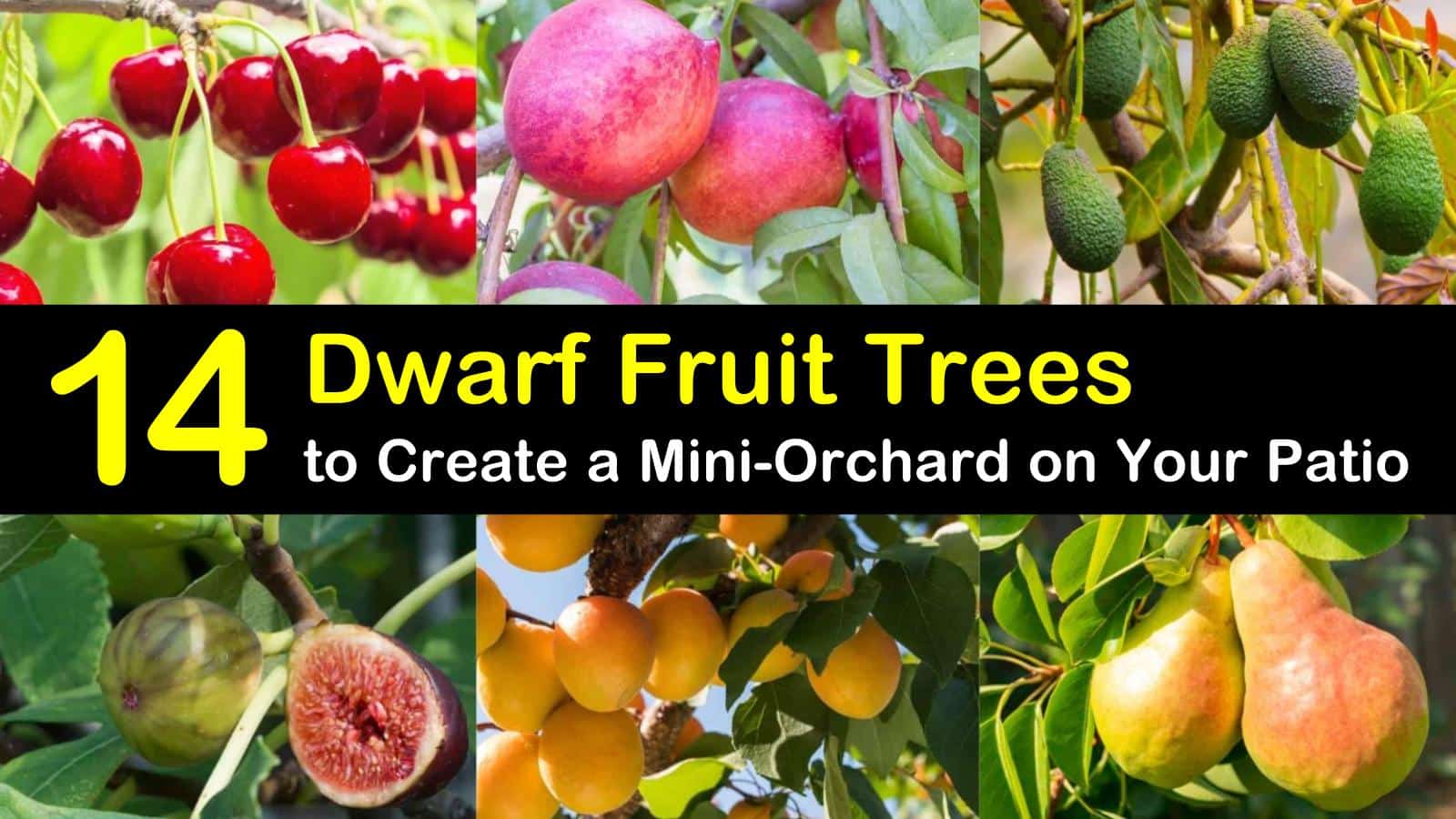 Dwarf Fruit Trees Varieties at Diana Miesner blog