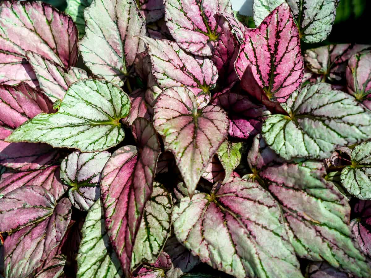 27 Best Low Light Indoor Plants for LightStarved Rooms