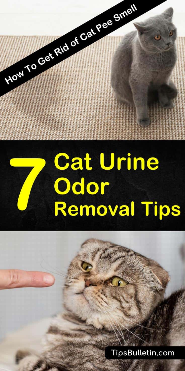 7 Simple Ways to Get Rid of Cat Pee Smell (2023)