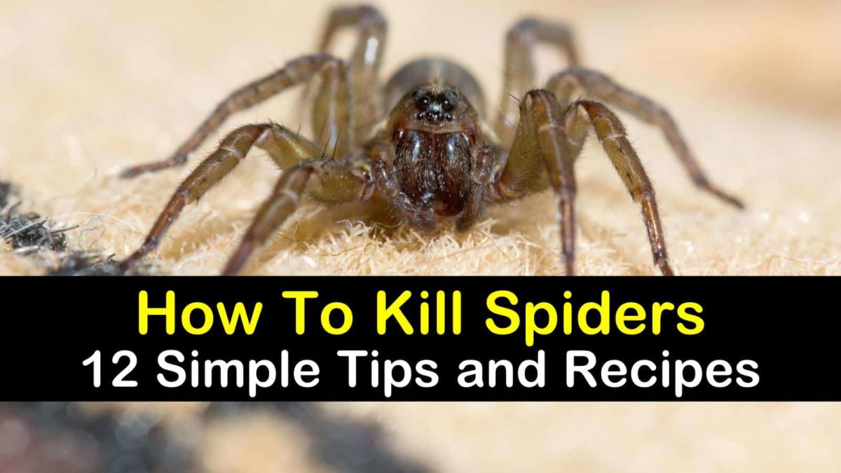Kilometer Steil montieren does deodorant kill spiders diese Verdienen Paar