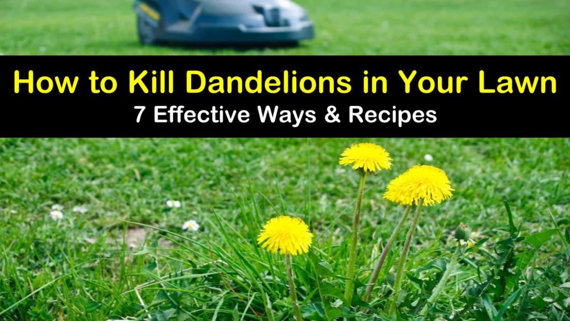 How to Kill Dandelions in Your Lawn 7 Effective Ways & Recipes