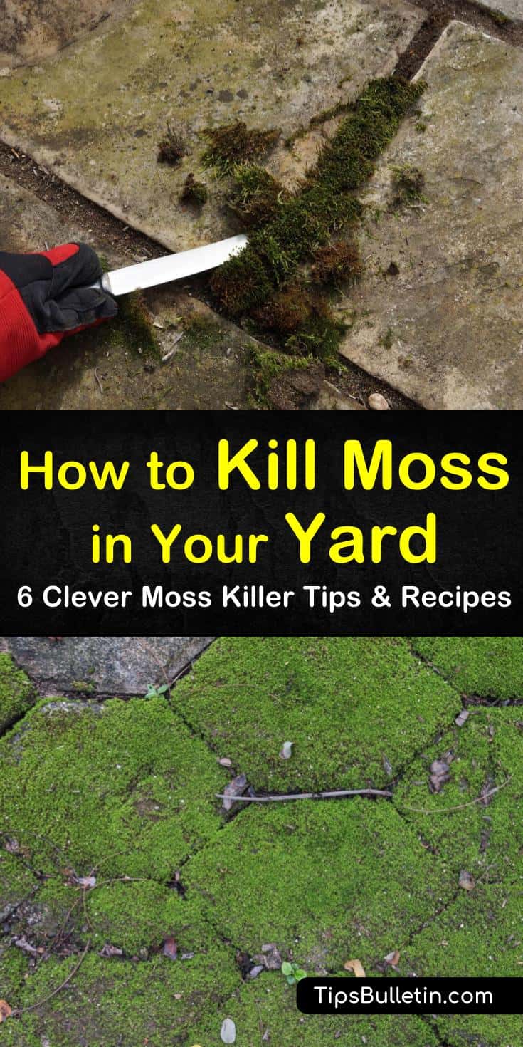 6 Clever Ways to Kill Moss in Your Yard